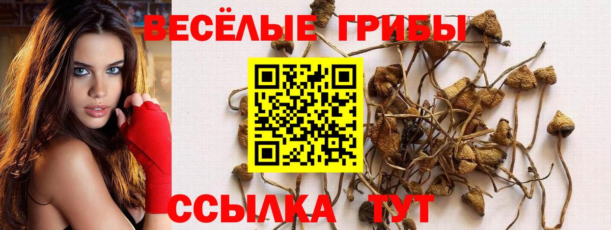 Псилоцибиновые грибы мицелий  Псилоцибиновые грибы Cubensis  Белебей  Вход с VPN 